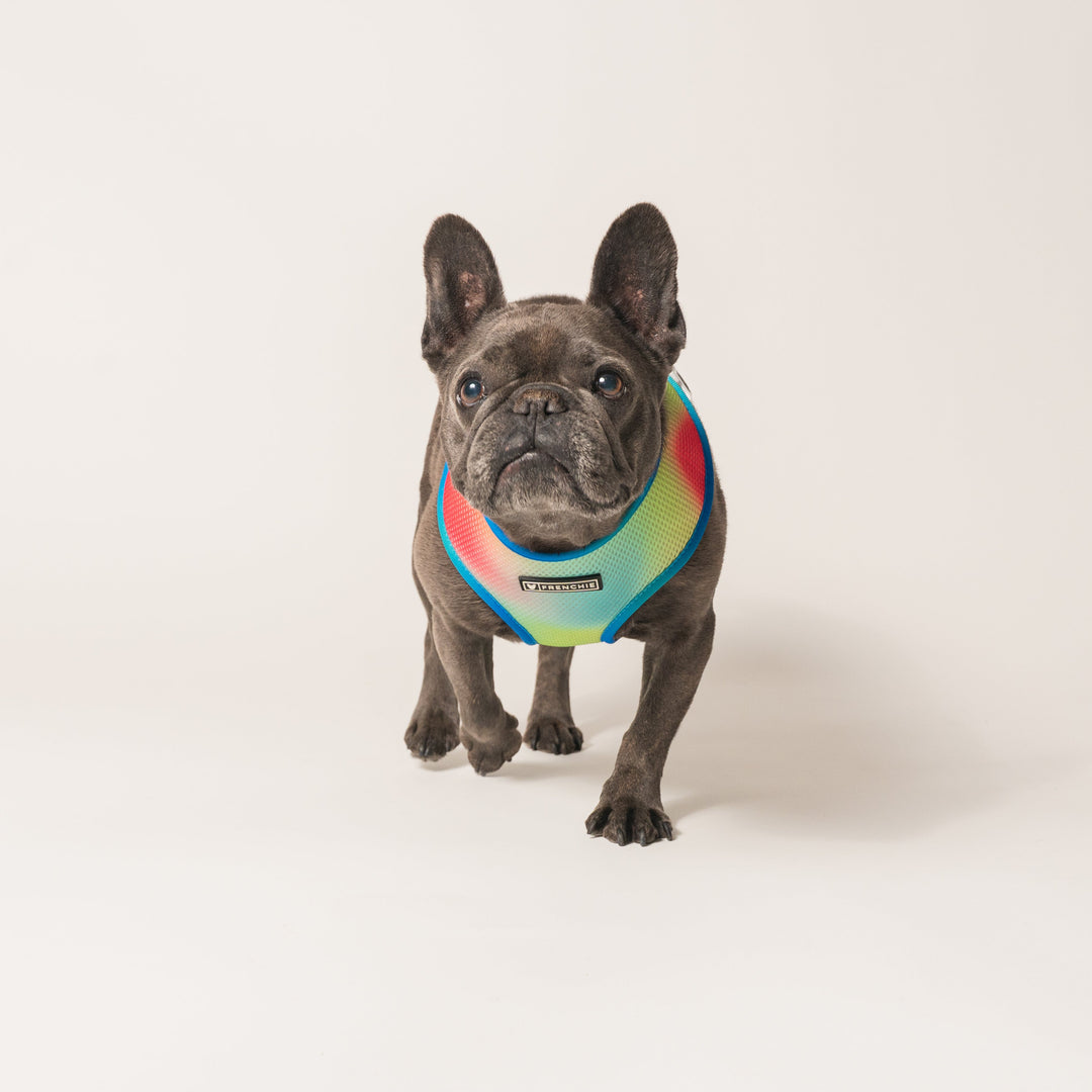 Frenchie Duo Reversible Harness - Gummies
