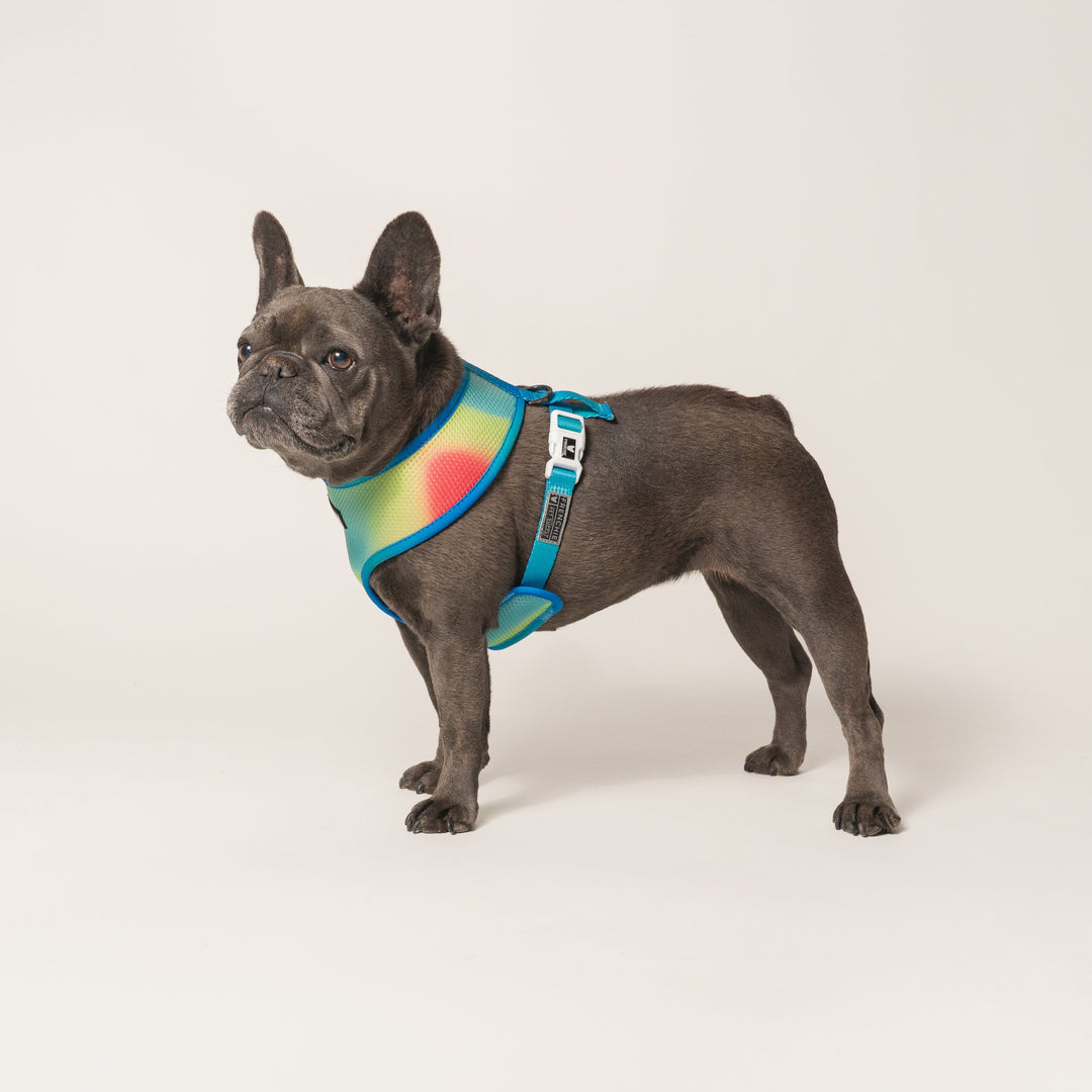 Frenchie Duo Reversible Harness - Gummies