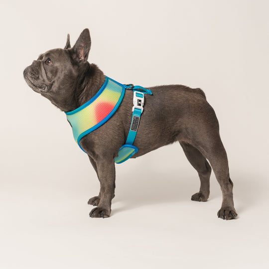 Frenchie Duo Reversible Harness - Gummies