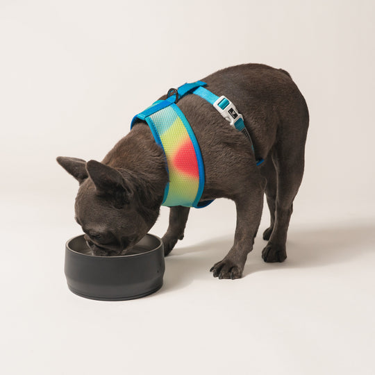 Frenchie Duo Reversible Harness - Gummies