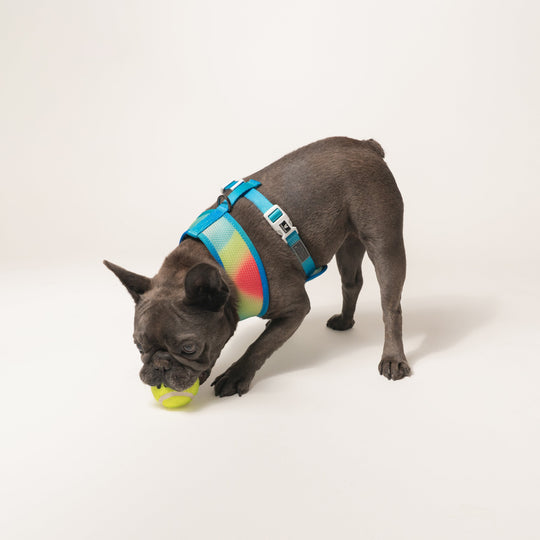 Frenchie Duo Reversible Harness - Gummies