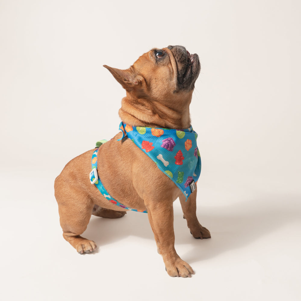 Frenchie Cooling Bandana - Gummies