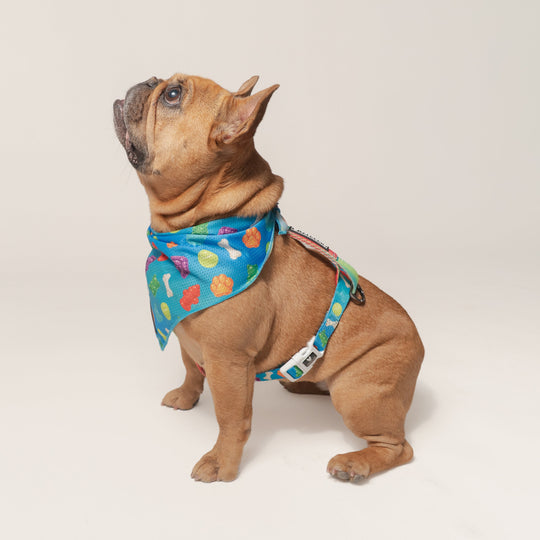 Frenchie Cooling Bandana - Gummies