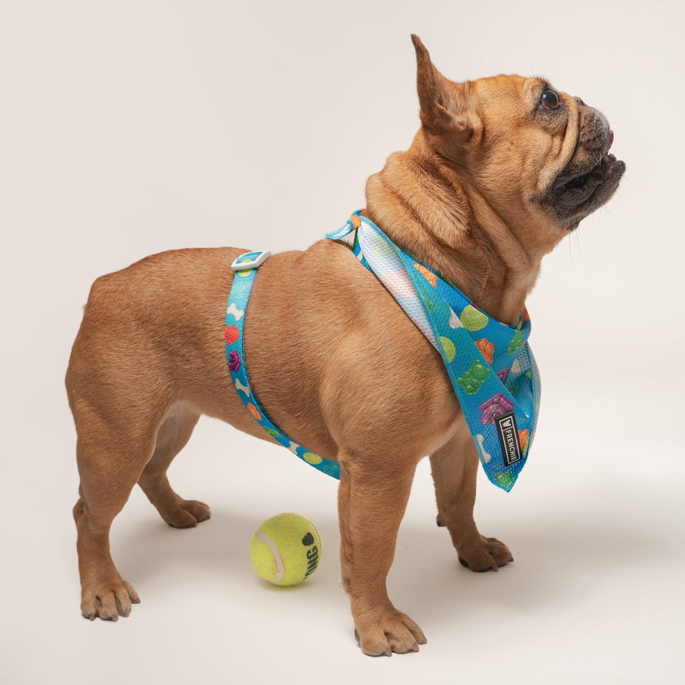 Frenchie Strap Harness - Gummies