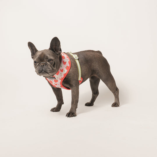 Frenchie Duo Reversible Harness - Strawberry Fields
