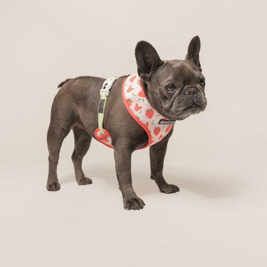 Frenchie Duo Reversible Harness - Strawberry Fields