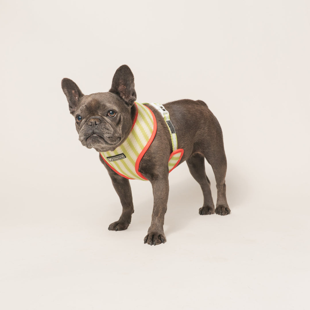 Frenchie Duo Reversible Harness - Strawberry Fields