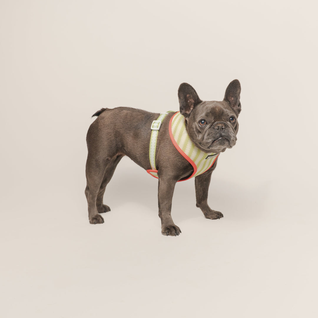 Frenchie Duo Reversible Harness - Strawberry Fields
