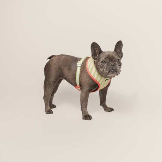 Frenchie Duo Reversible Harness - Strawberry Fields