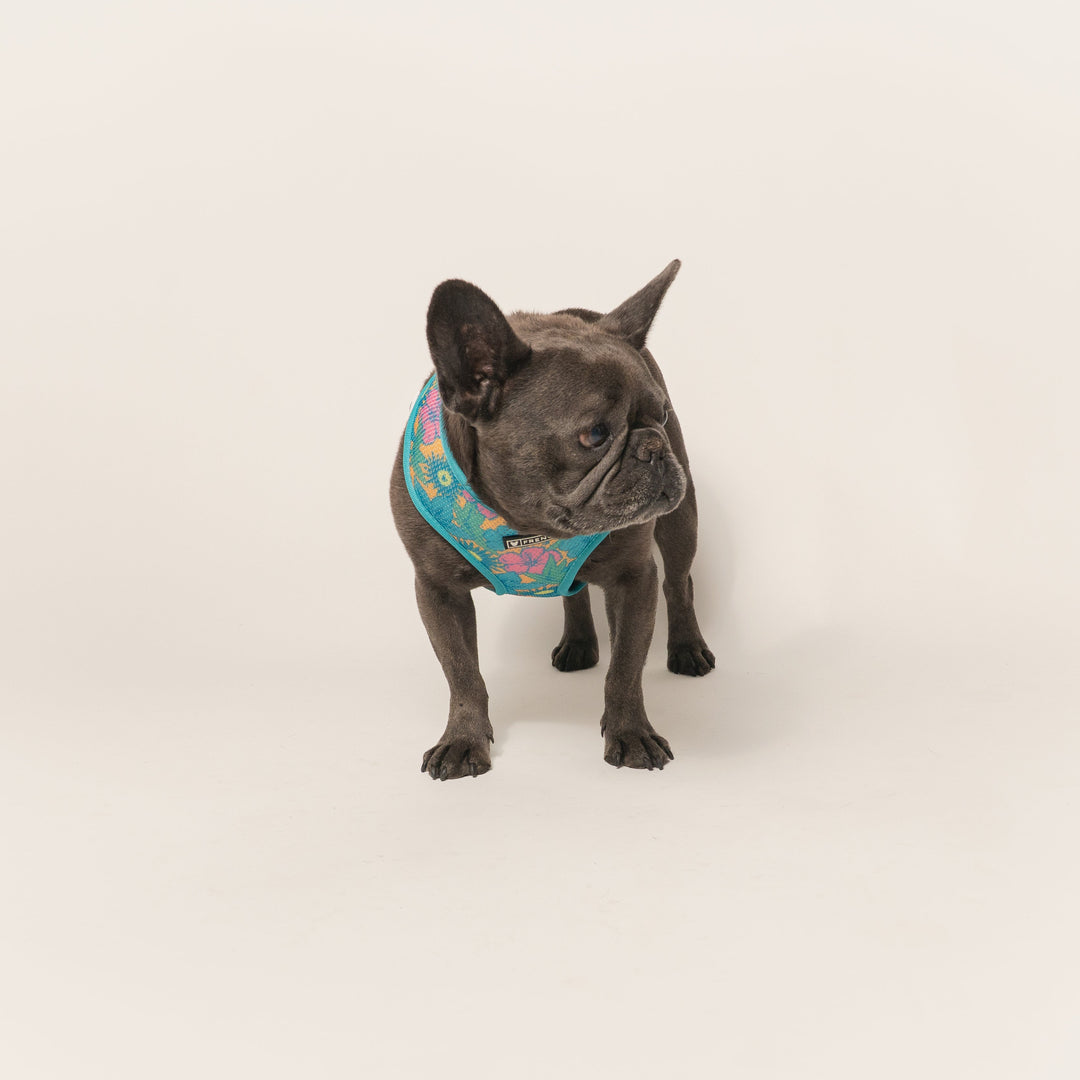 Frenchie Duo Reversible Harness - Tropical Punch