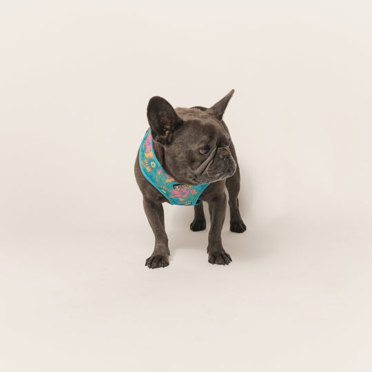 Frenchie Duo Reversible Harness - Tropical Punch