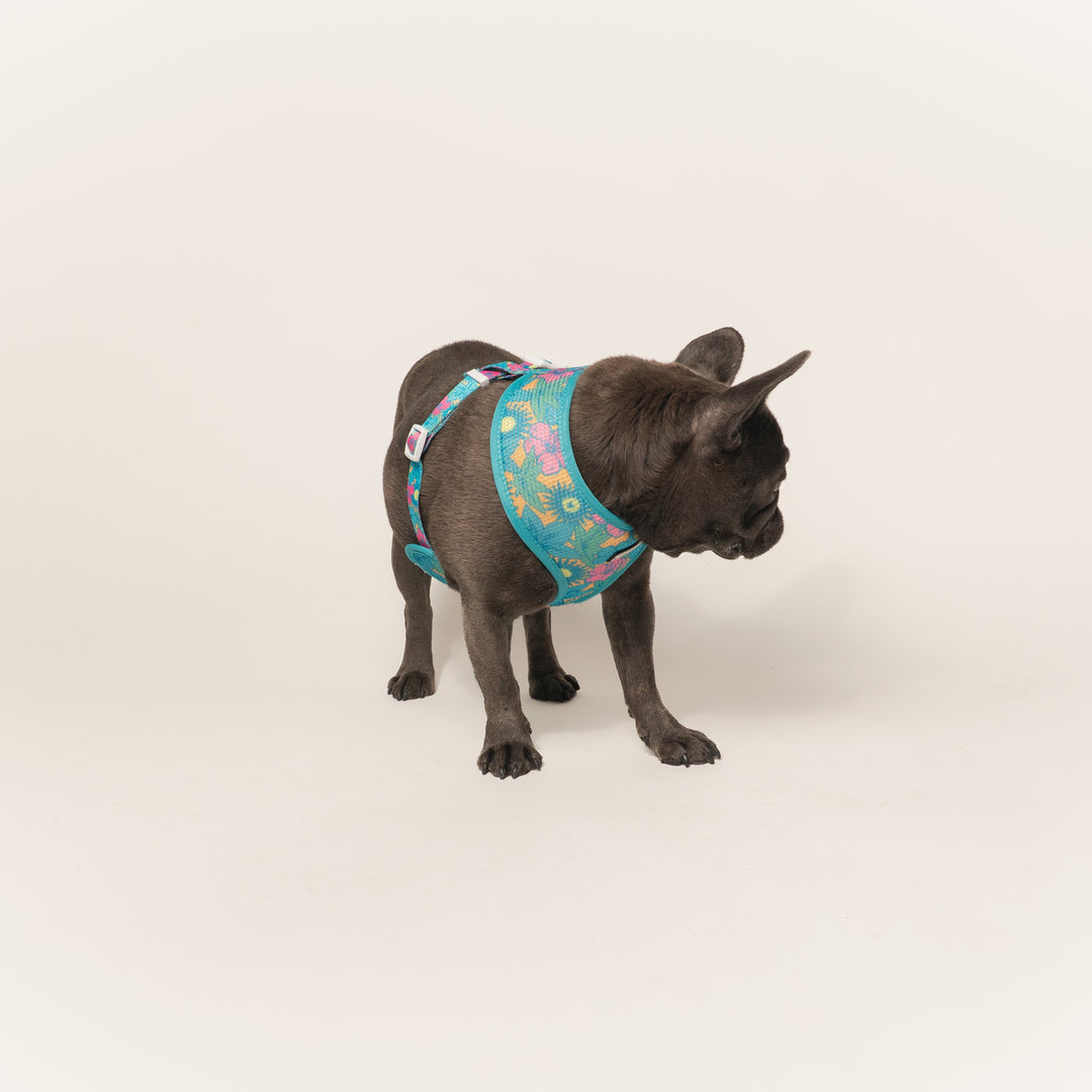 Frenchie Duo Reversible Harness - Tropical Punch