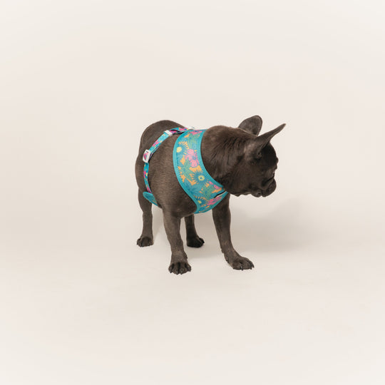 Frenchie Duo Reversible Harness - Tropical Punch