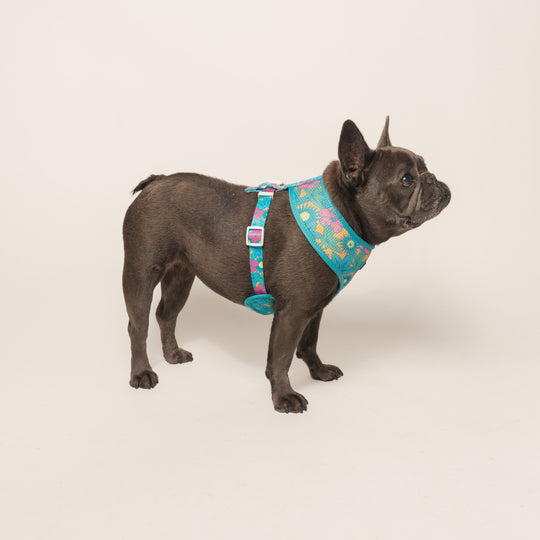 Frenchie Duo Reversible Harness - Tropical Punch