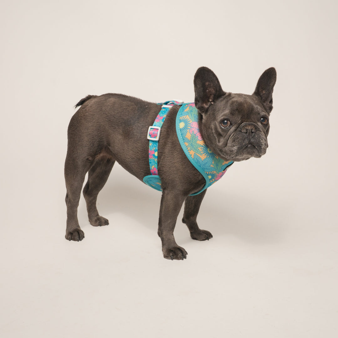 Frenchie Duo Reversible Harness - Tropical Punch