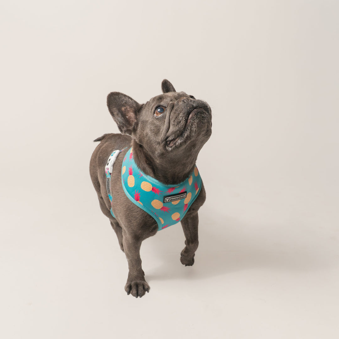 Frenchie Duo Reversible Harness - Tropical Punch