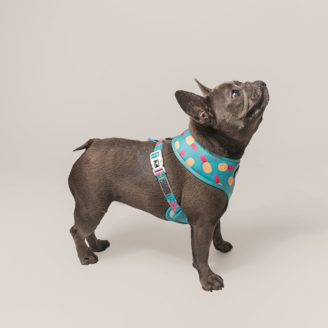 Frenchie Duo Reversible Harness - Tropical Punch