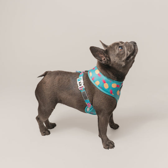Frenchie Duo Reversible Harness - Tropical Punch