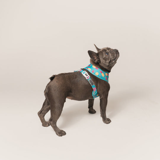 Frenchie Duo Reversible Harness - Tropical Punch