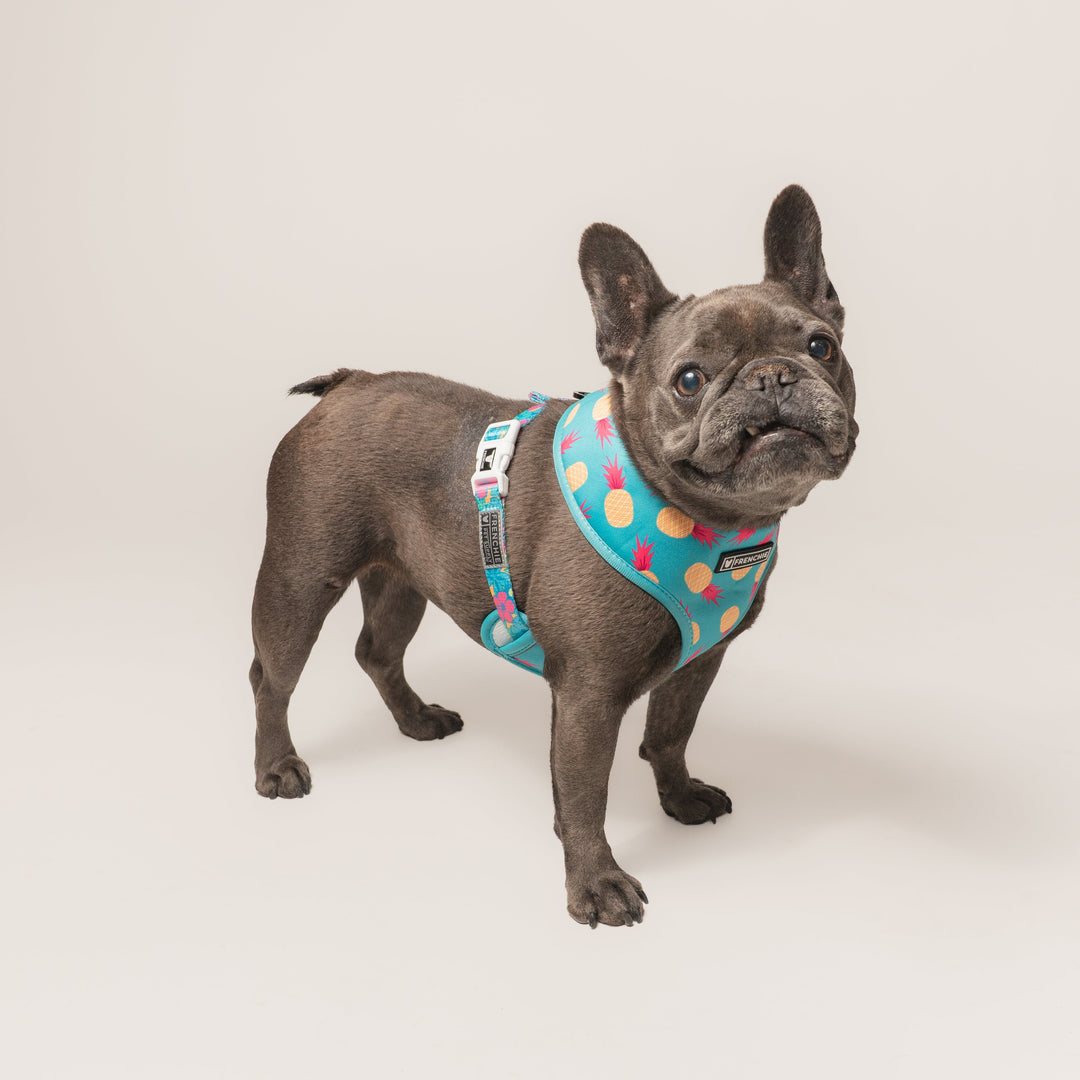 Frenchie Duo Reversible Harness - Tropical Punch