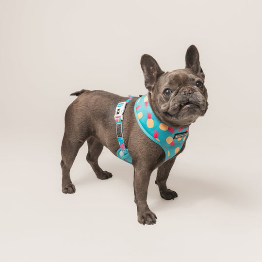 Frenchie Duo Reversible Harness - Tropical Punch
