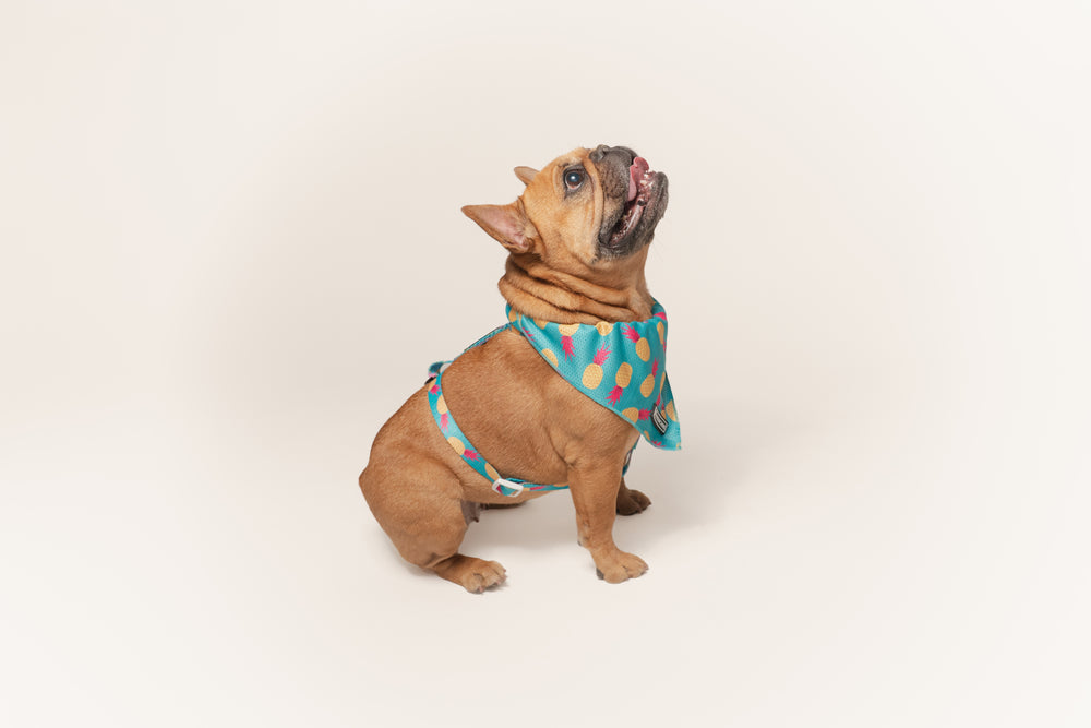 Frenchie Cooling Bandana - Tropical Punch