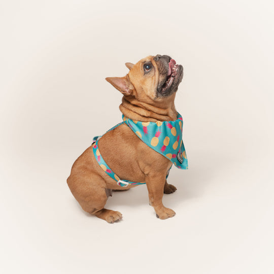 Frenchie Cooling Bandana - Tropical Punch