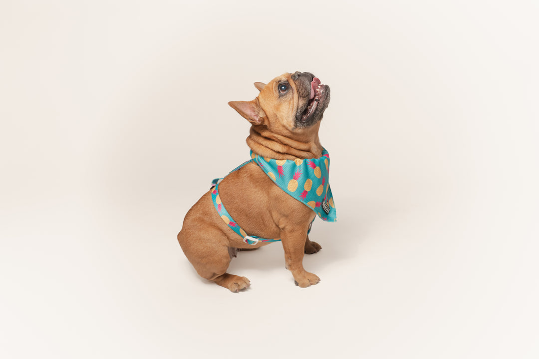 Frenchie Strap Harness - Tropical Punch