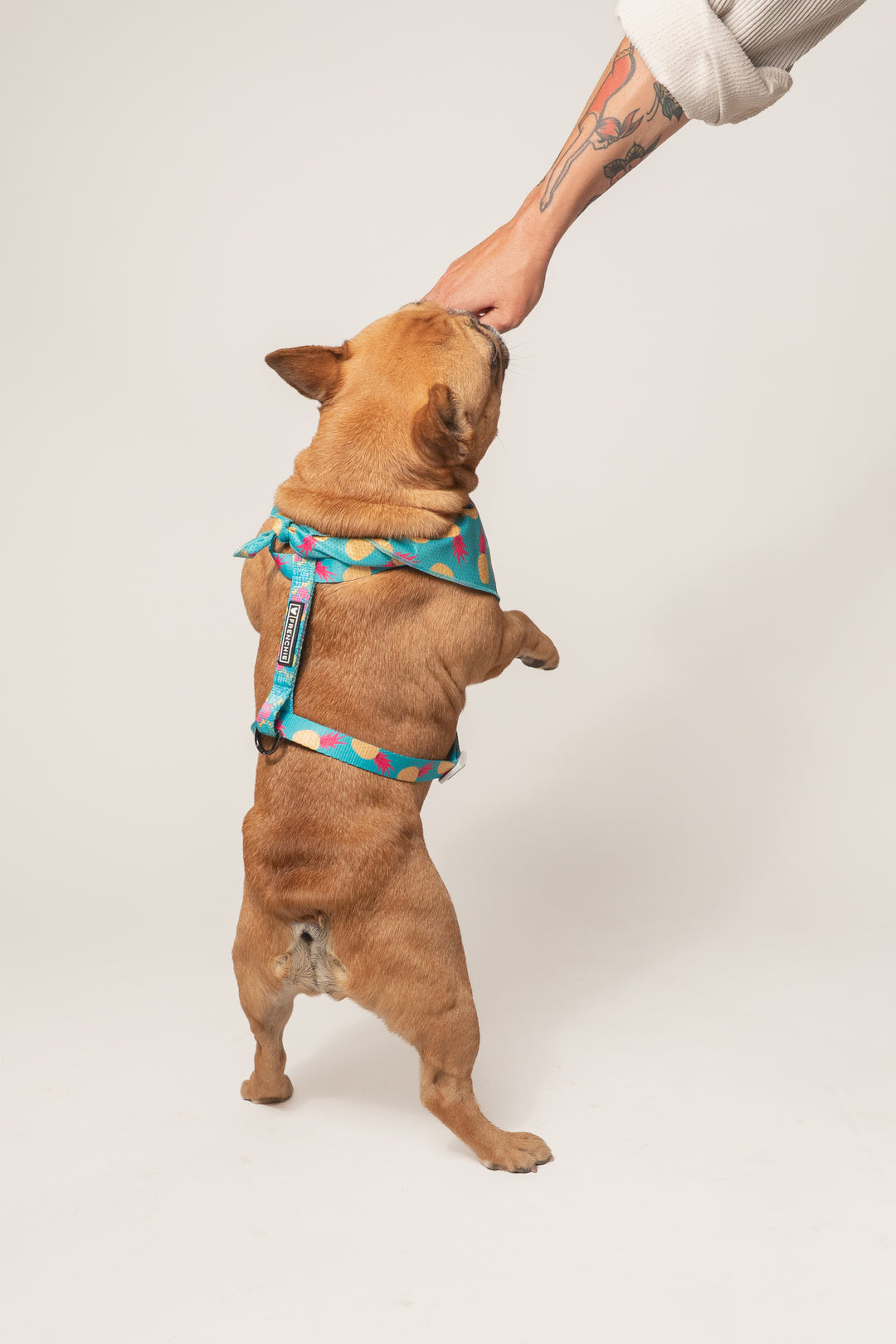 Frenchie Strap Harness - Tropical Punch