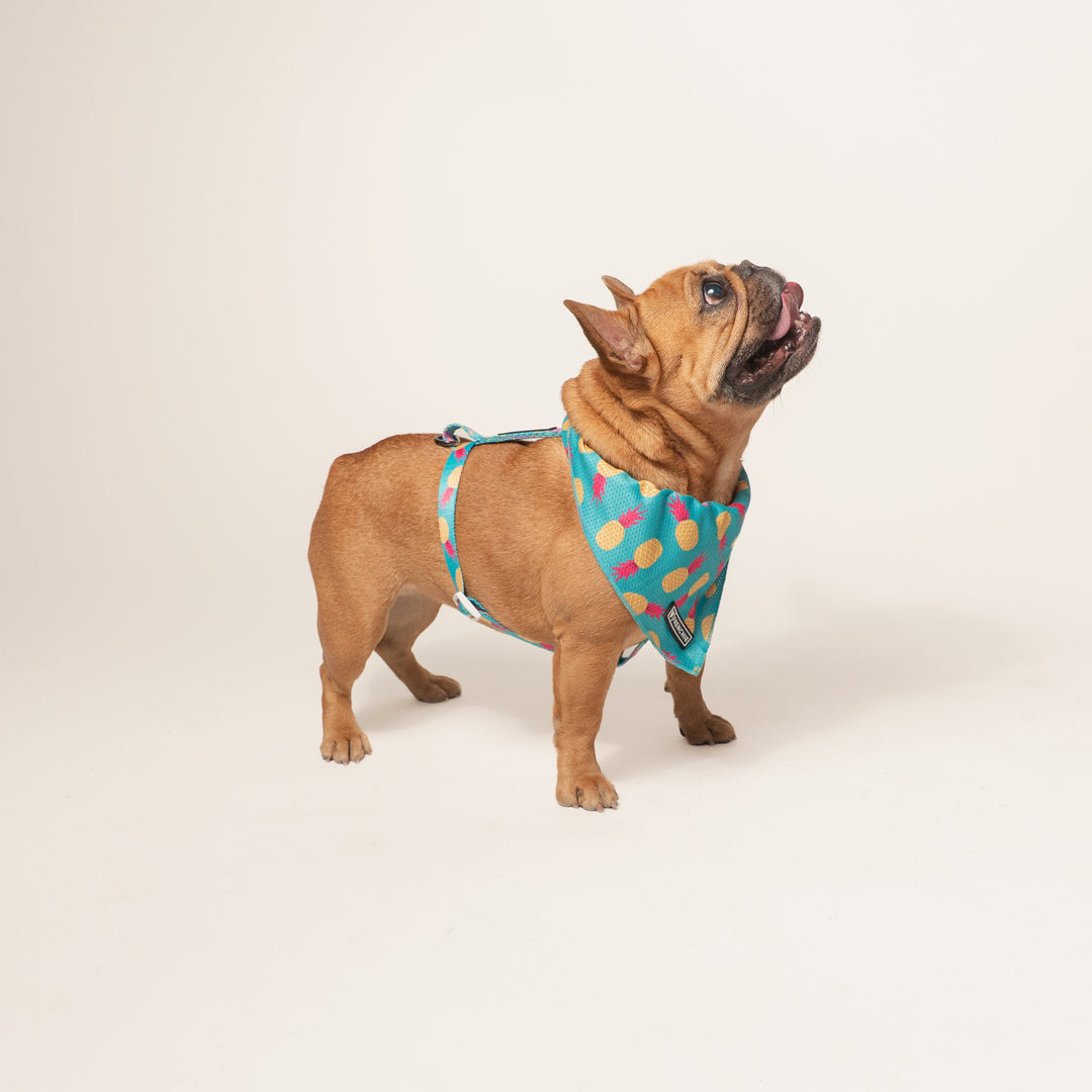 Frenchie Cooling Bandana - Tropical Punch