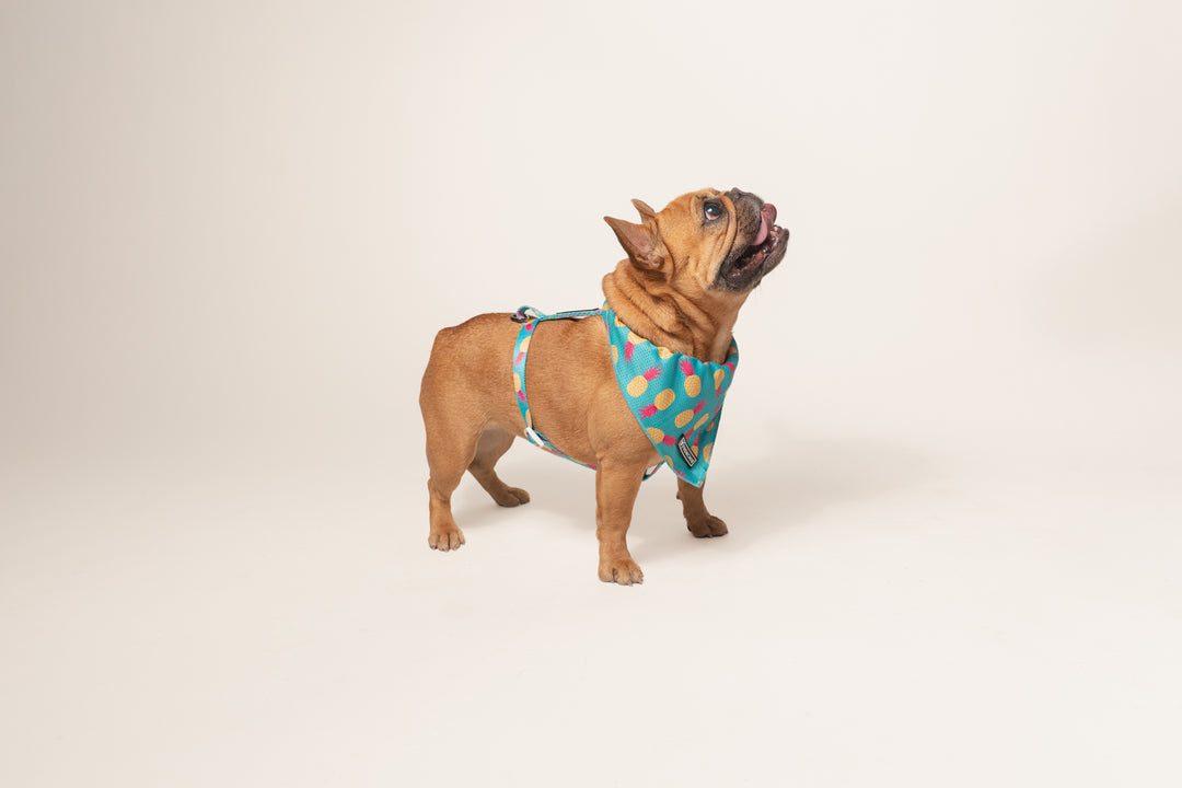 Frenchie Strap Harness - Tropical Punch