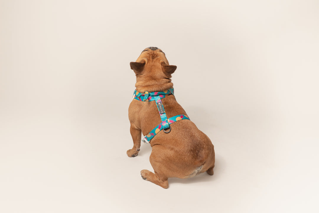 Frenchie Strap Harness - Tropical Punch