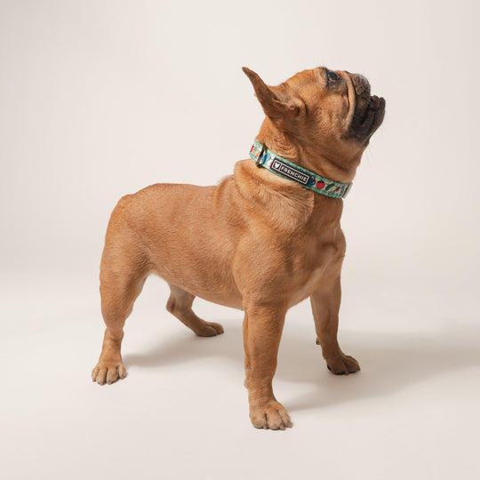 Frenchie Comfort Collar - Veggies