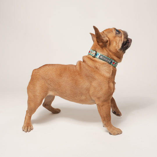 Frenchie Comfort Collar - Veggies