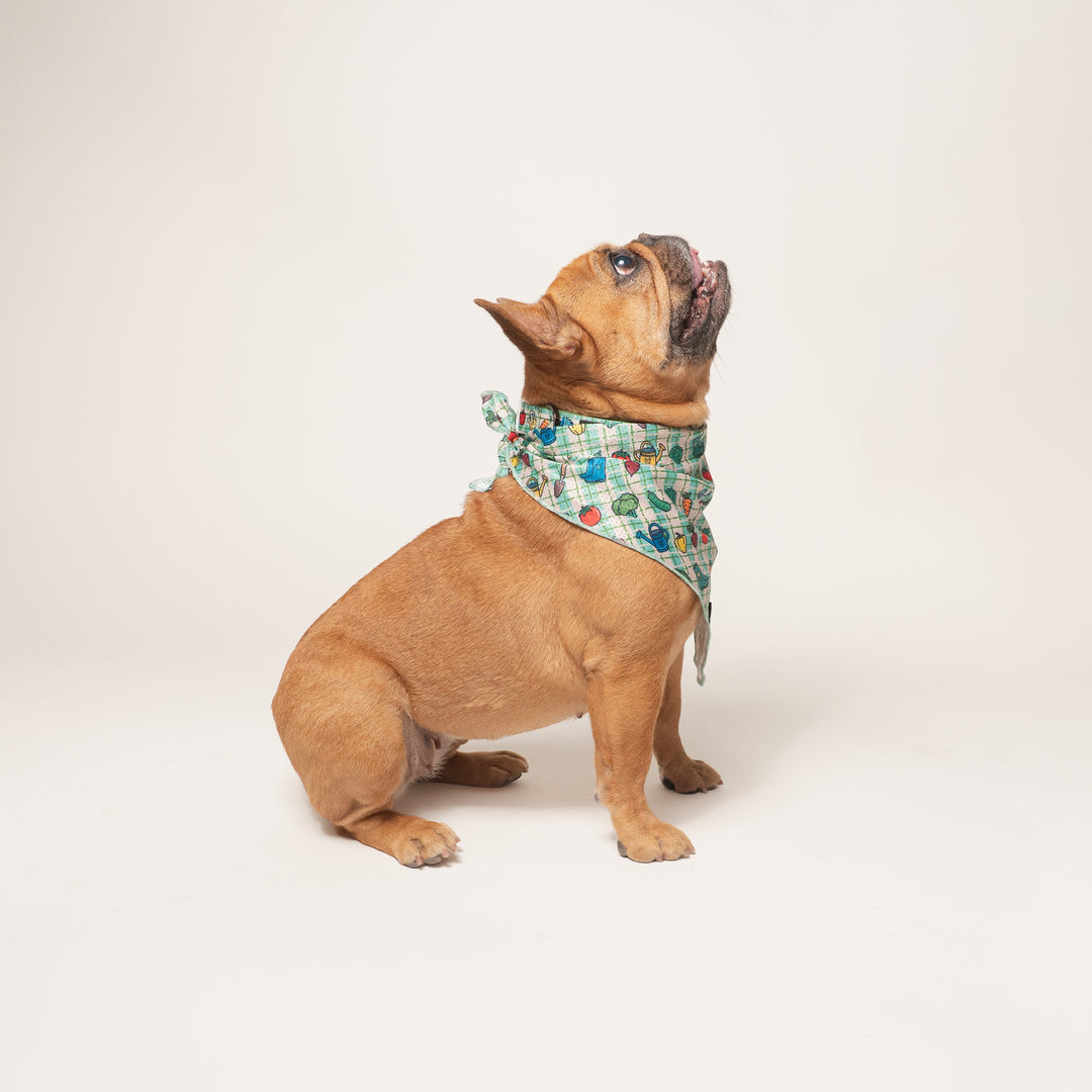 Frenchie Cooling Bandana - Veggies
