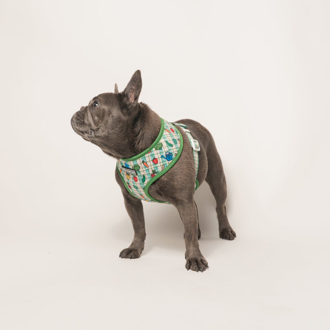 Frenchie Duo Reversible Harness - Veggies