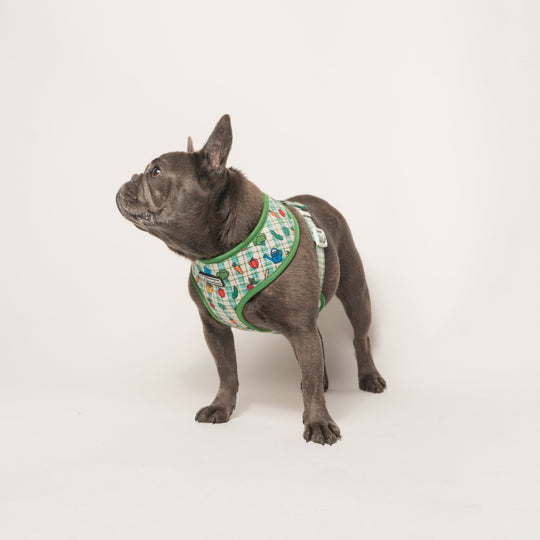 Frenchie Duo Reversible Harness - Veggies