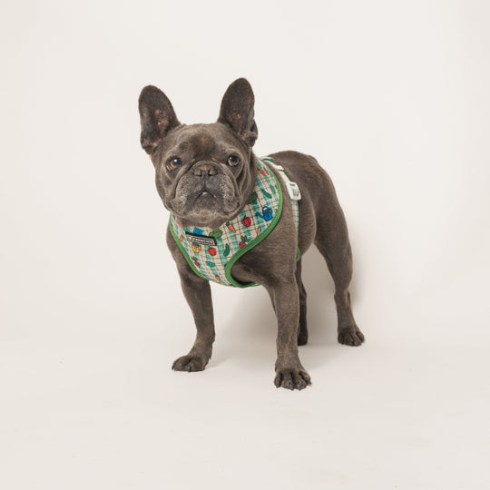 Frenchie Duo Reversible Harness - Veggies