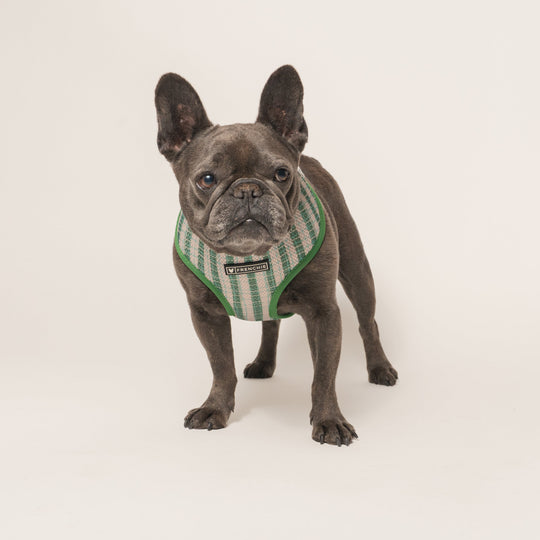 Frenchie Duo Reversible Harness - Veggies