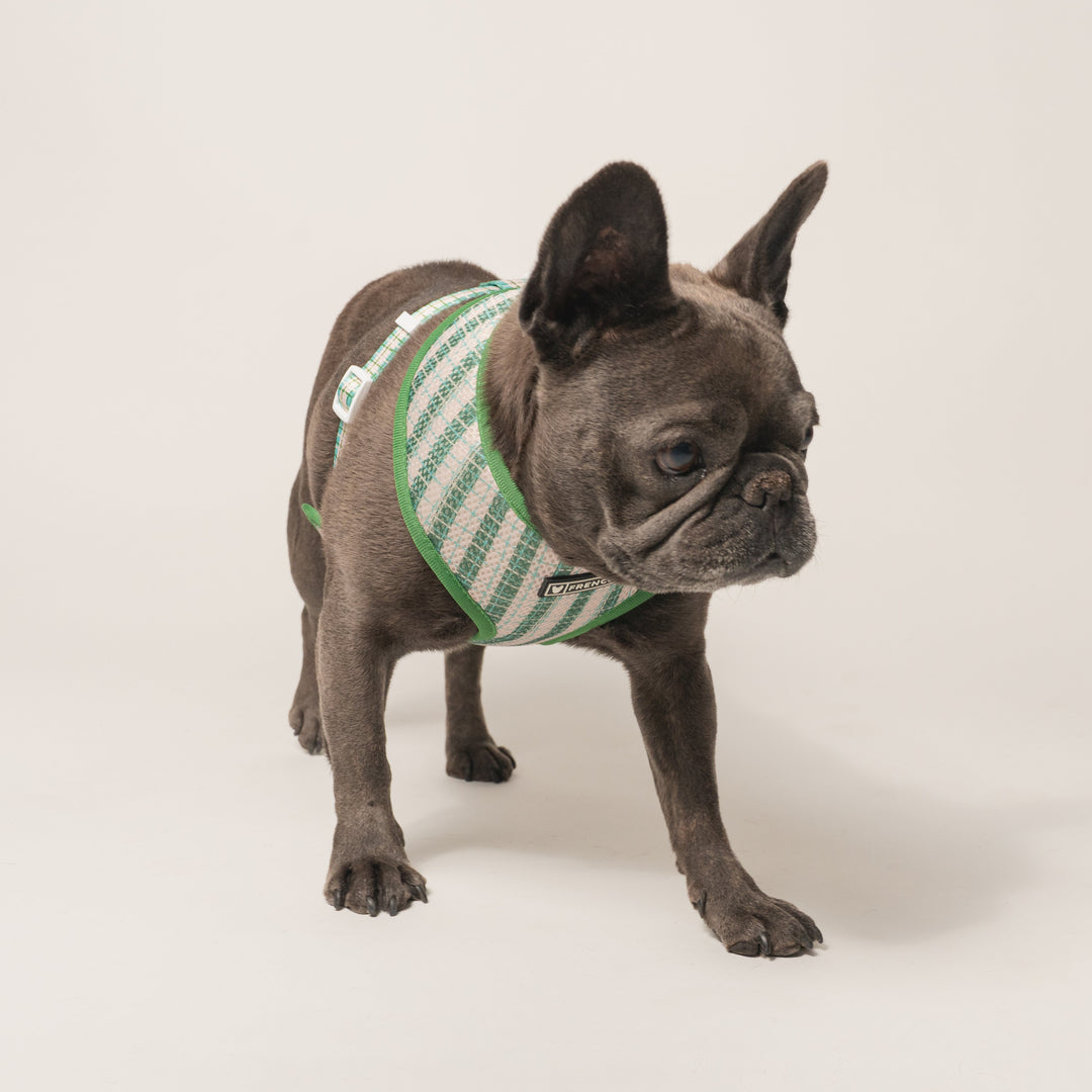 Frenchie Duo Reversible Harness - Veggies