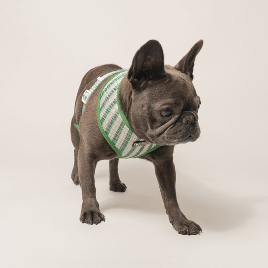 Frenchie Duo Reversible Harness - Veggies
