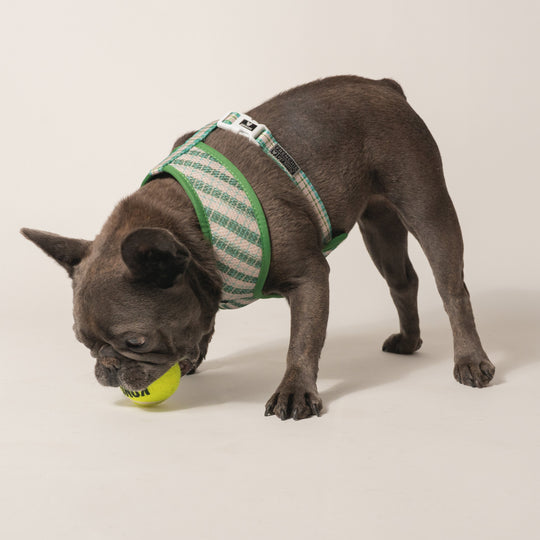Frenchie Duo Reversible Harness - Veggies