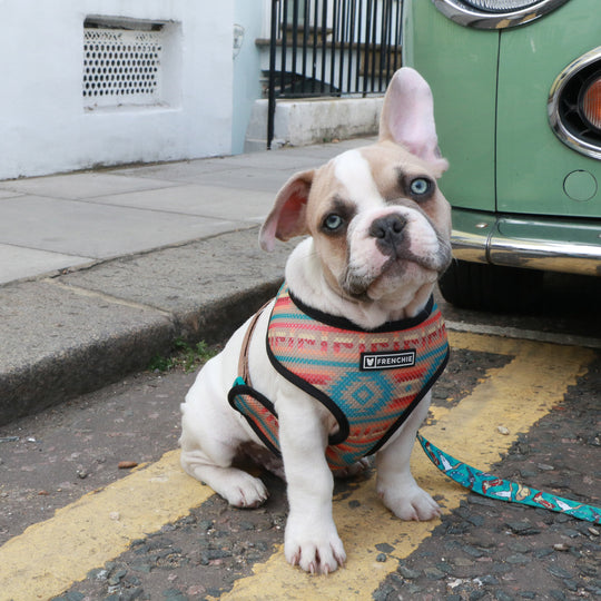 Frenchie Duo Reversible Harness - Wild West