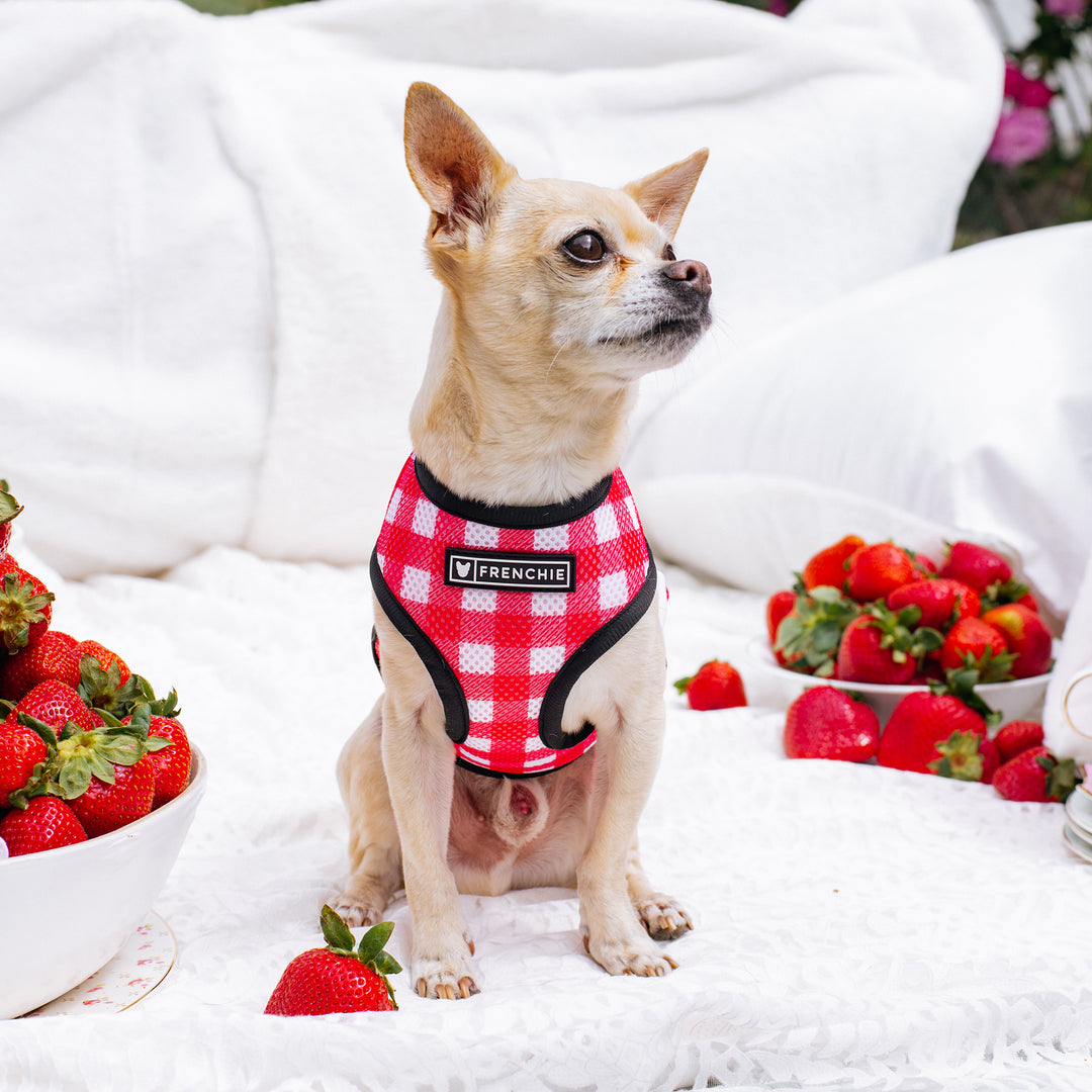 Frenchie Duo Reversible Harness - Strawberry Fields