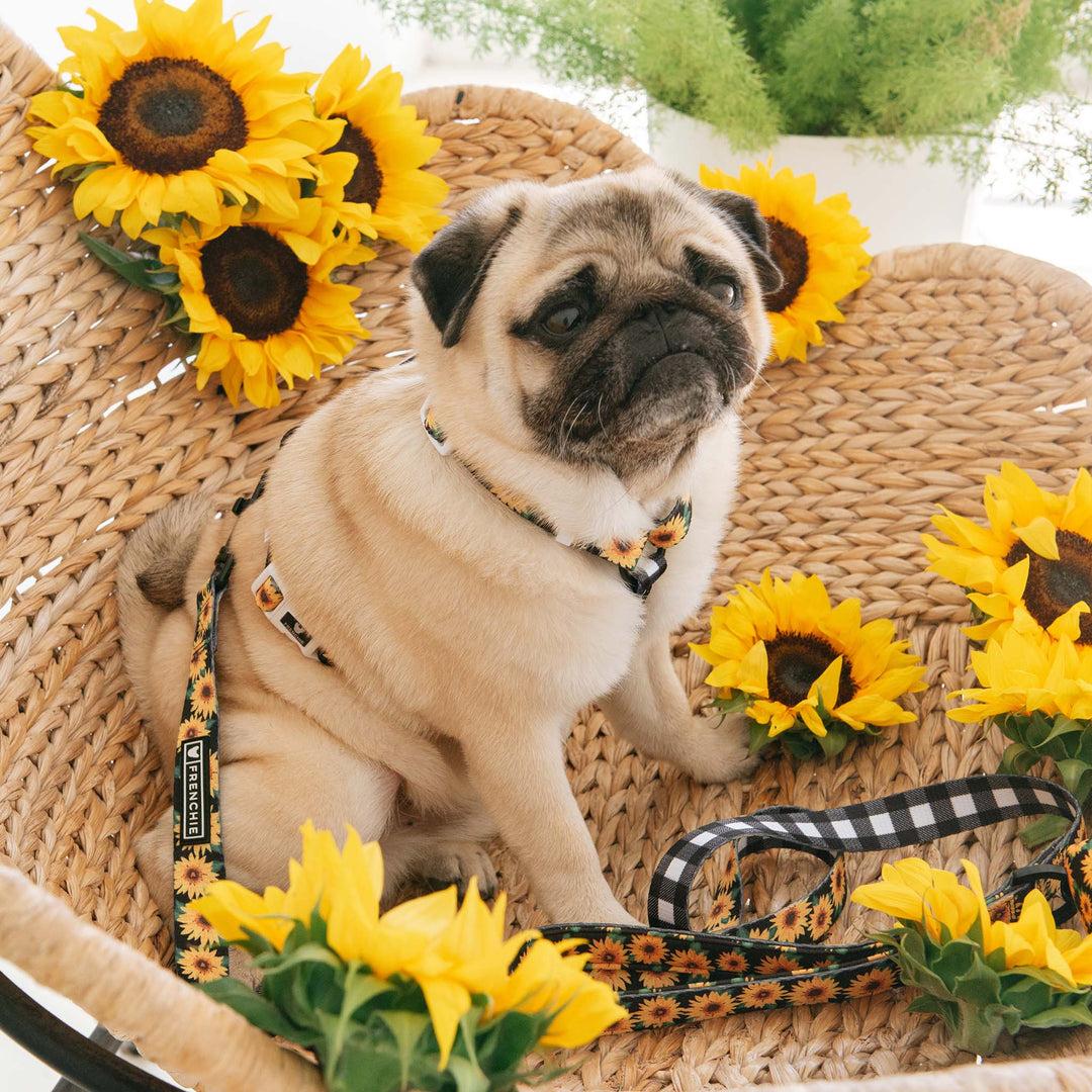 Dog Sunflower Straw Hat for Medium Dogs  Frenchie Pet Accessories –  Frenchiely