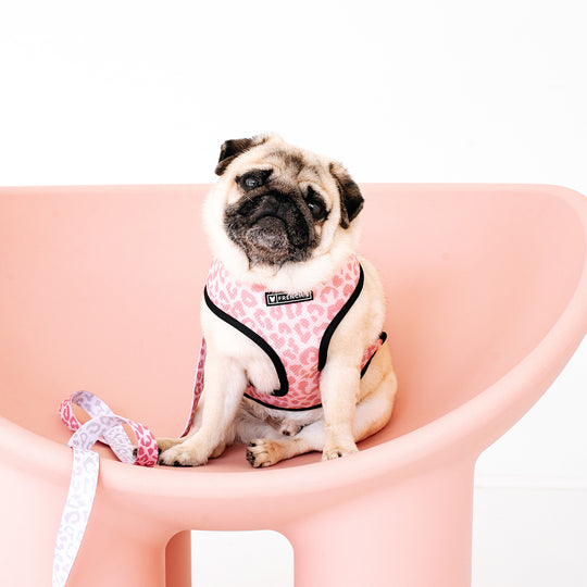 Frenchie Duo Reversible Harness - The Leo- Beige