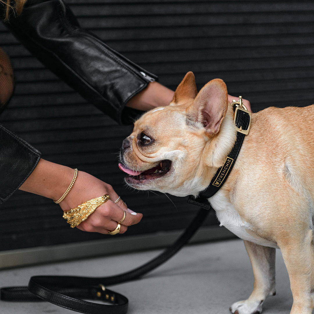 Vegan Leather- Black Croc - Frenchie Bulldog - Shop Harnesses for French Bulldogs - Shop French Bulldog Harness - Harnesses for Pugs