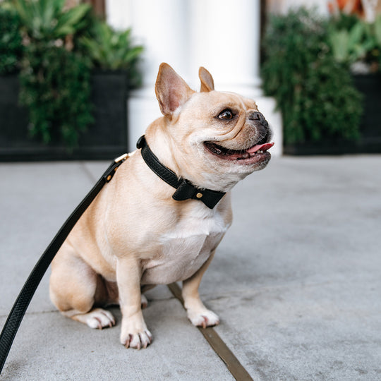 Vegan Leather- Black Croc - Frenchie Bulldog - Shop Harnesses for French Bulldogs - Shop French Bulldog Harness - Harnesses for Pugs