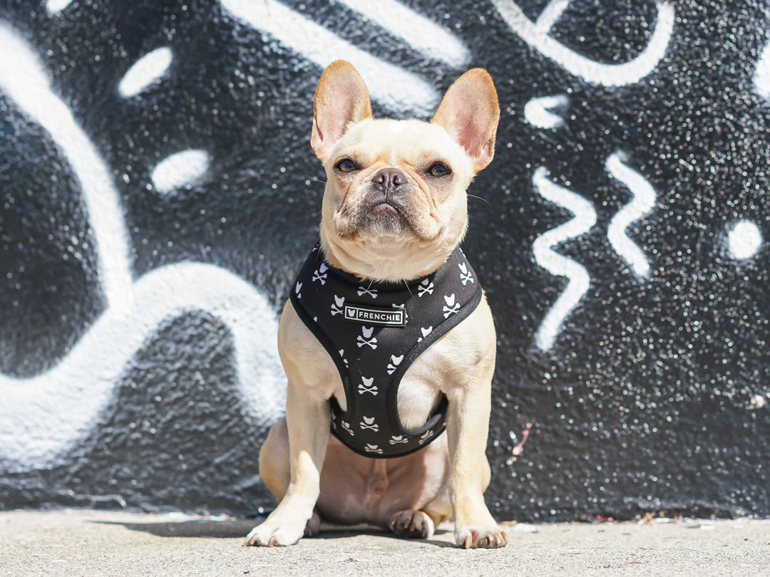 Frenchie Duo Reversible Dog Harness Bad To The Bone Shop