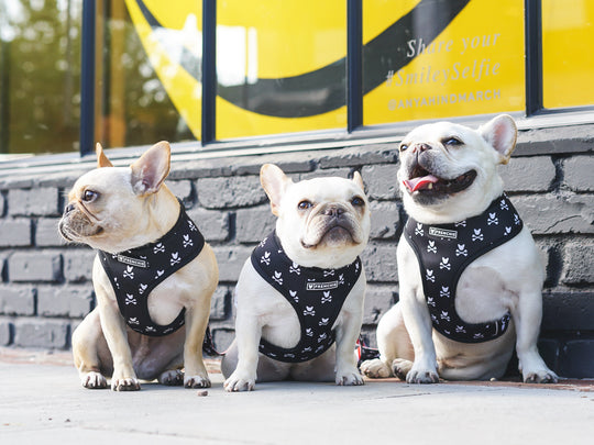 Frenchie Duo Reversible Harness - Bad To The Bone - Frenchie Bulldog - Shop Harnesses for French Bulldogs - Shop French Bulldog Harness - Harnesses for Pugs